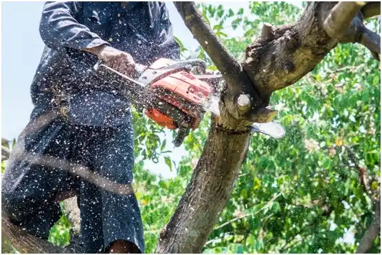 tree services Wilkinson Heights